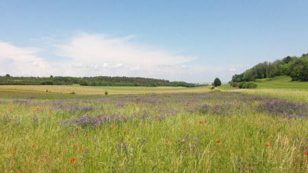 Sur le Chemin