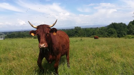 Vache et mouches