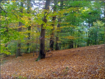 geocahing-foret-cabane-des-pains-d-epices.jpg